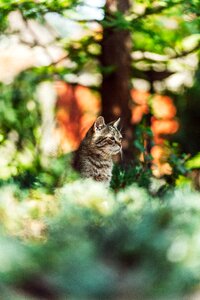 Domestic fauna cute