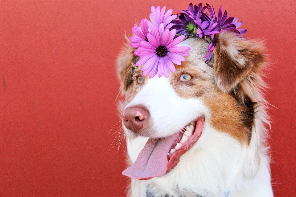 Spring summer animal