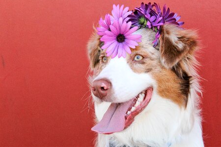 Spring summer animal