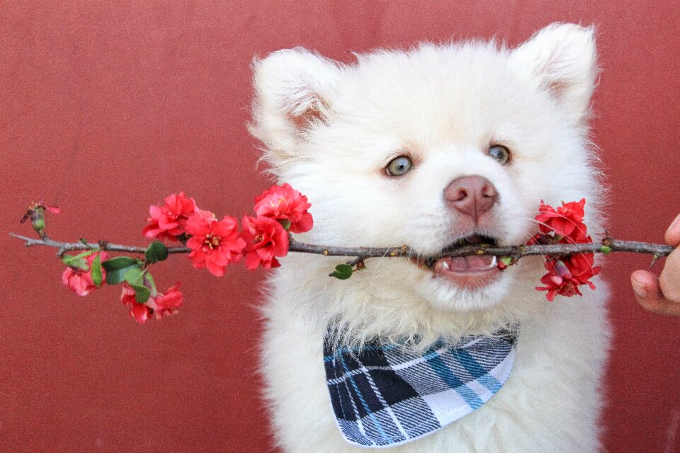 Puppy fluffy accessory