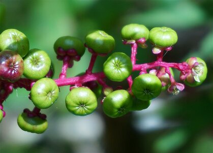 Plant green nature