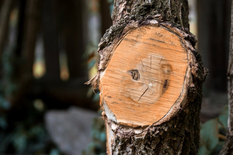 Wood nature branch