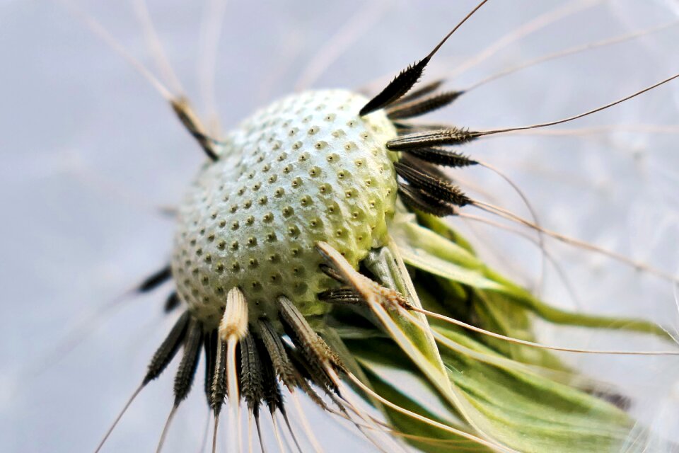 Black and white plant seeds