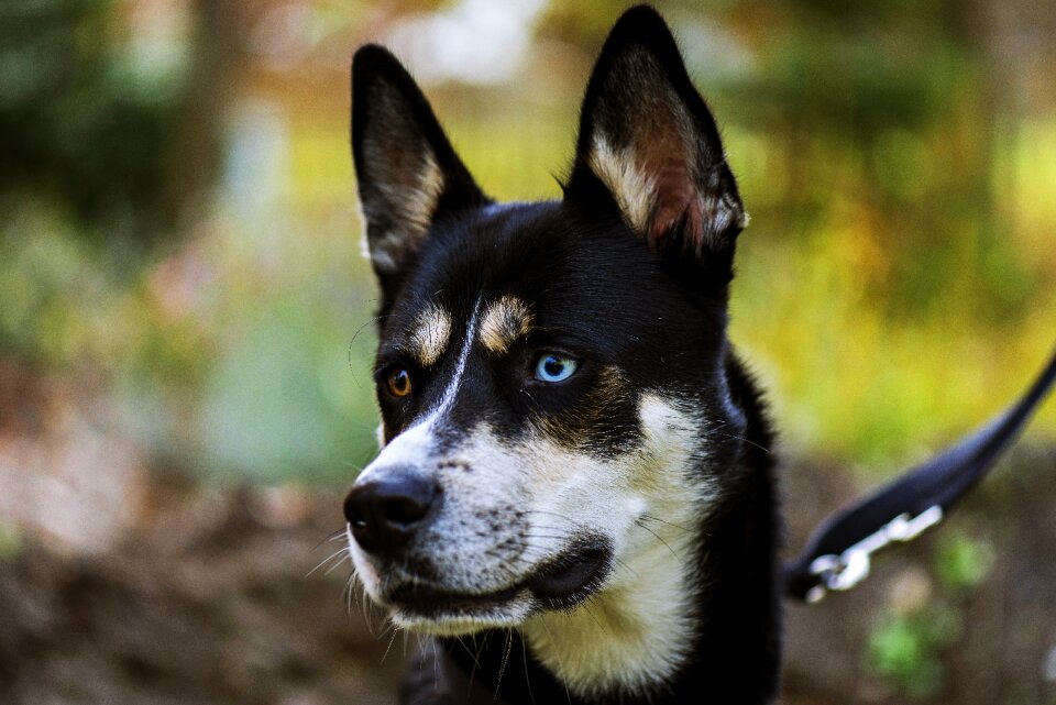 Snow dog animal siberian husky photo