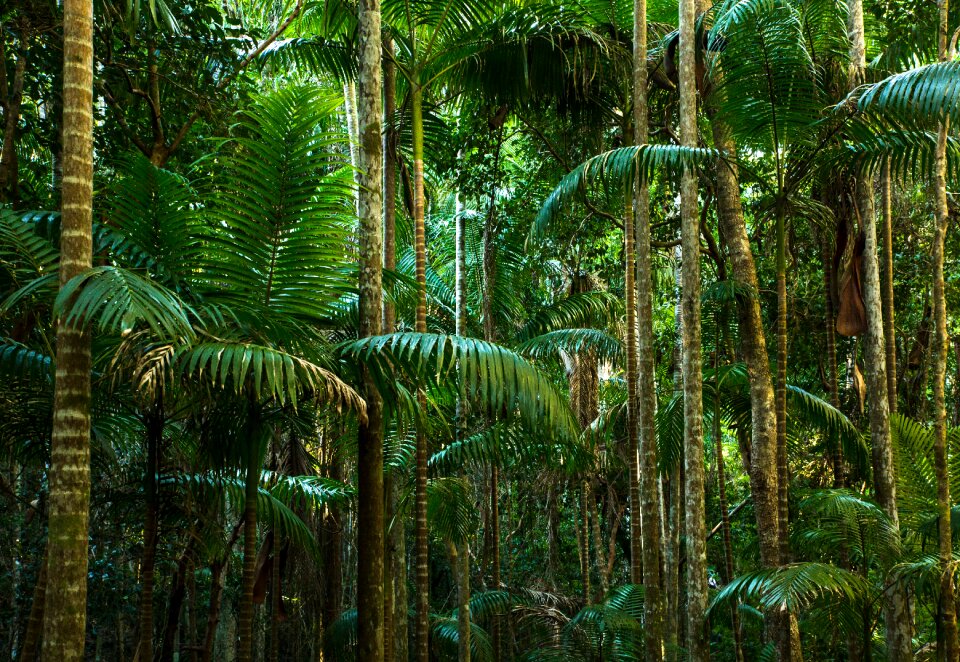 Tree trunks fern australia