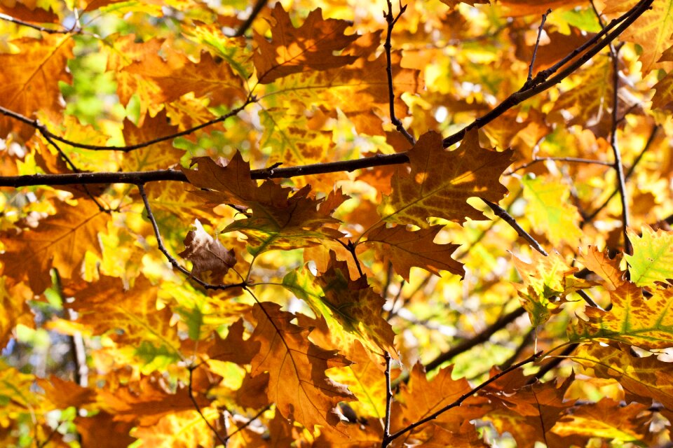 Forest nature autumn forest