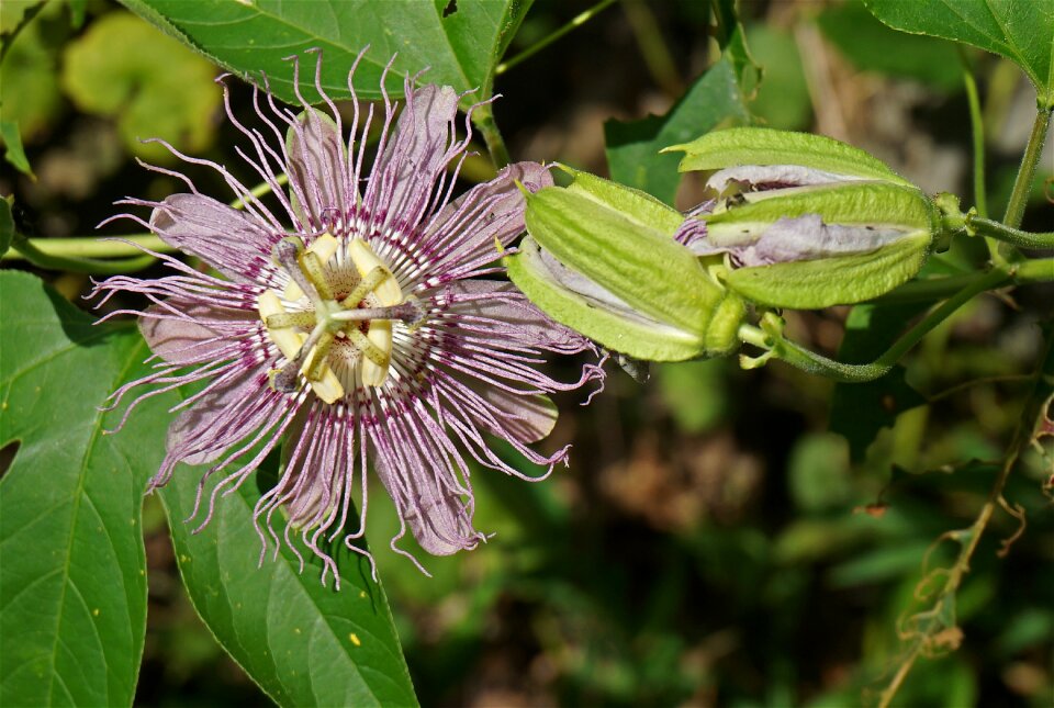 Wild blossom bloom
