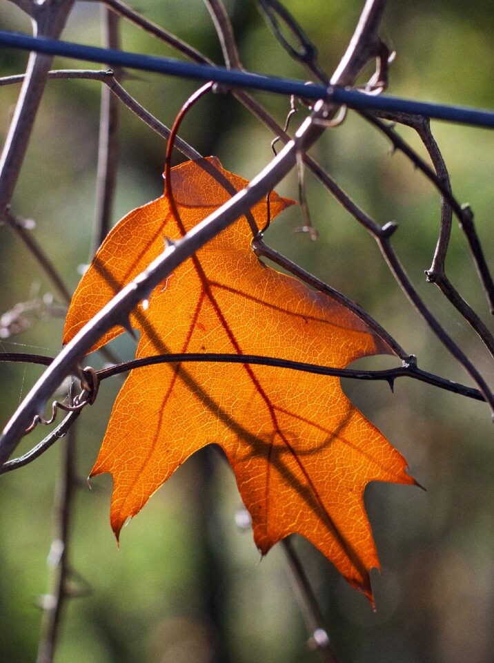 Oak autumn yellow photo