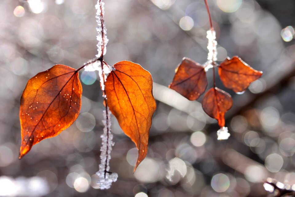 Autumn leaf foliage color