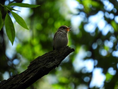Songbird animal world bill photo