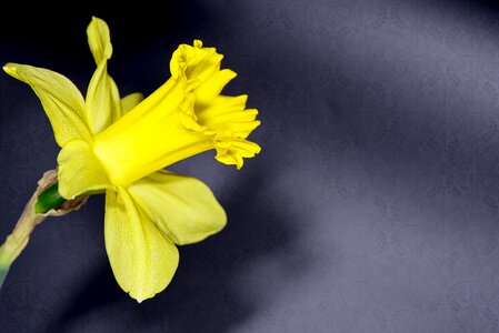 Blossom bloom yellow flower photo