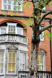 Tree bay window facade