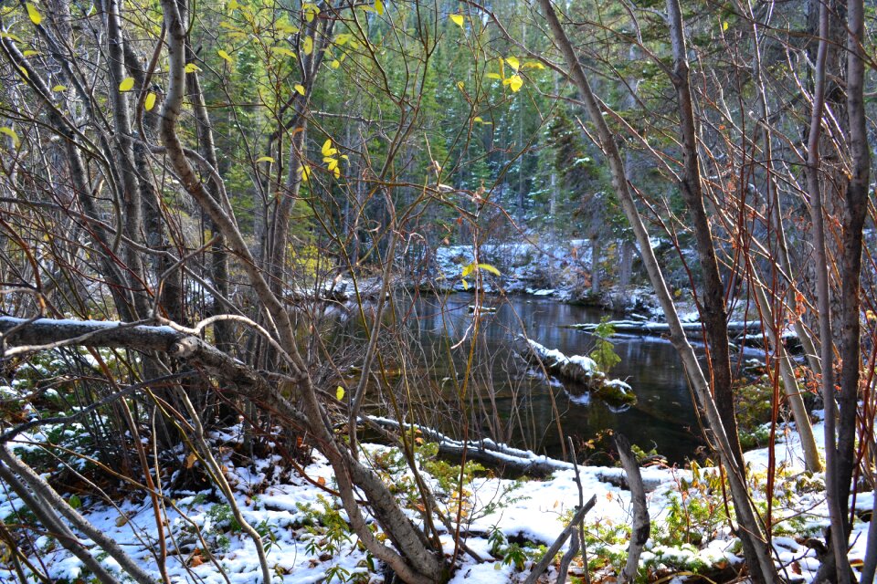 Outdoor forest cold