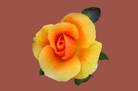 Close up rose bloom bad kissingen