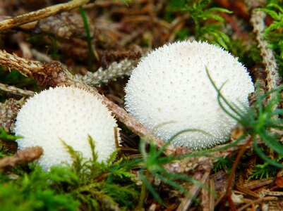 Mushroom mushroom dust fruiting bodies photo