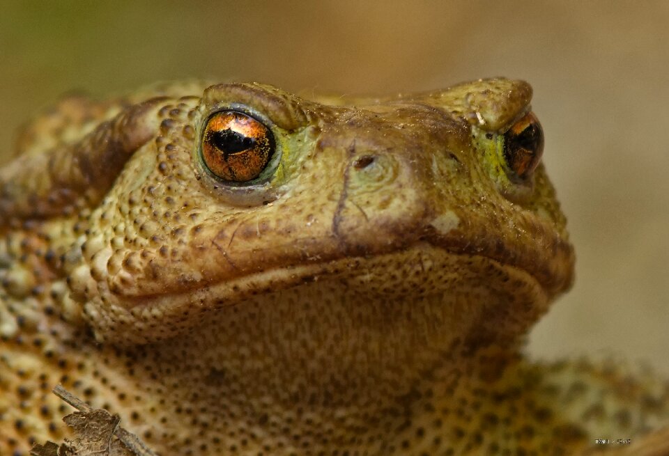 Amphibian eye animal