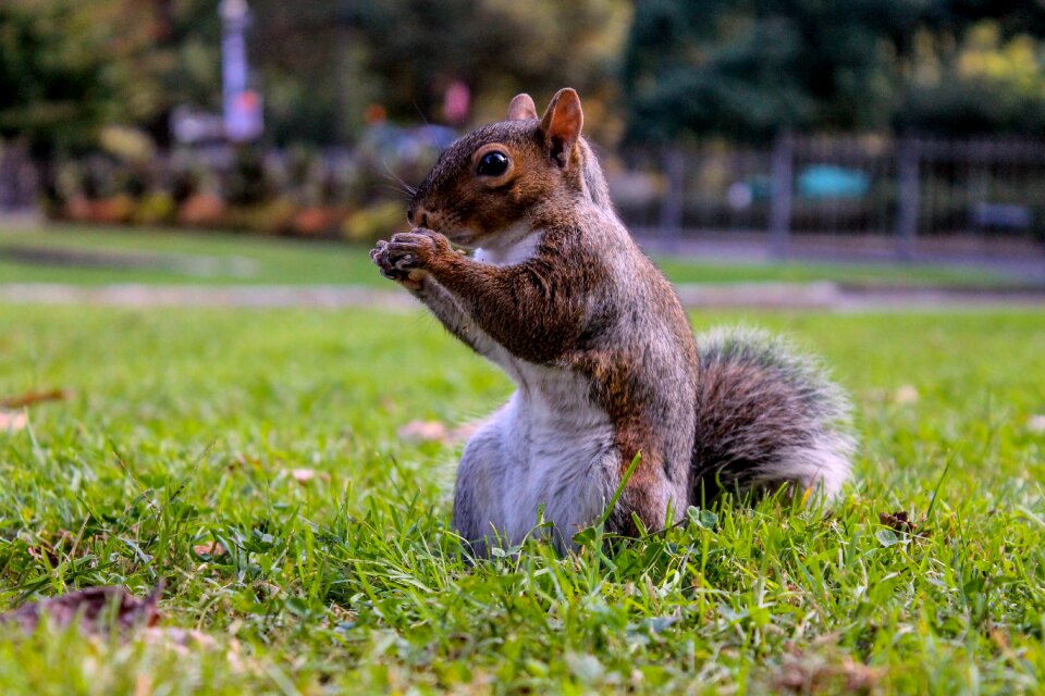 Eat nut animal