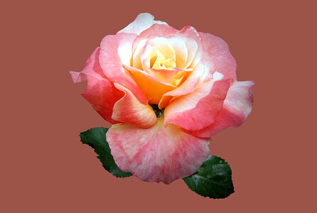 Close up rose bloom bad kissingen