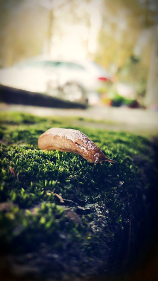 Slugs insect green