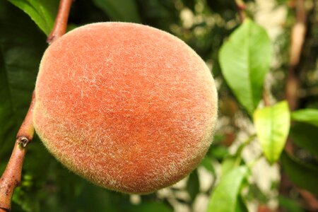 Peach tree fruit eat