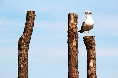 Bird wood wood pile