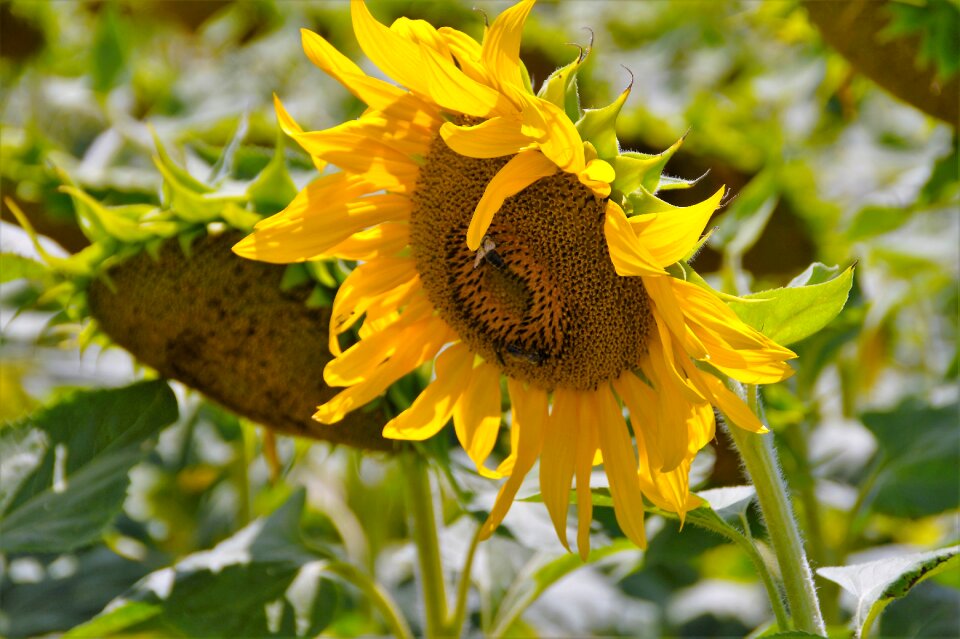 Bright seeds summer photo