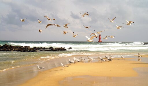 Seagull waves sky photo