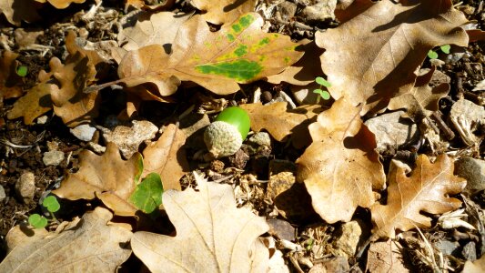 Nature autumn forest