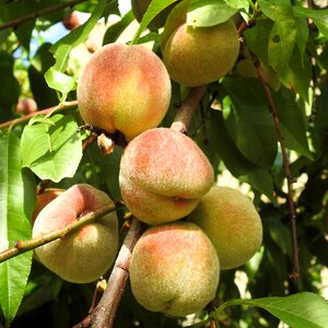 Peach tree fruit eat