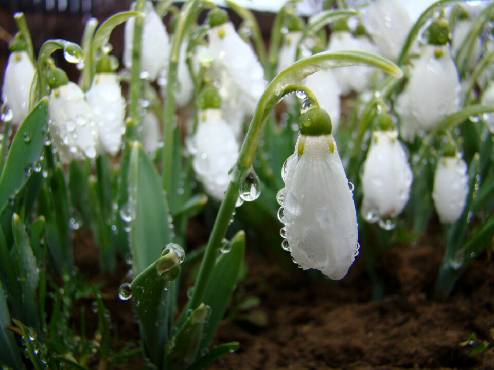 Spring symbol delicate