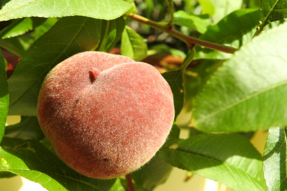 Peach tree fruit eat