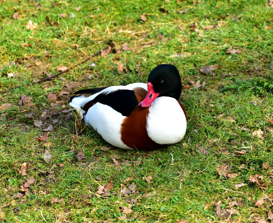 Bird animal water bird