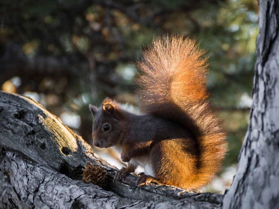 Animal possierlich forest