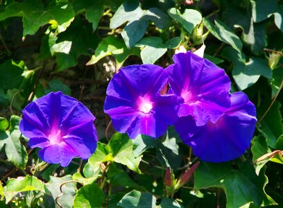 Violet garden centre purple flowers photo