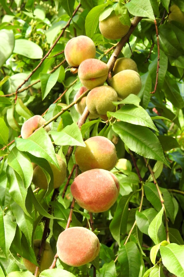 Peach tree fruit eat