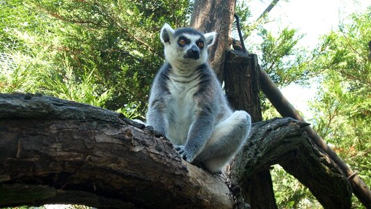 Nyíregyháza ring-tailed lemur zoo