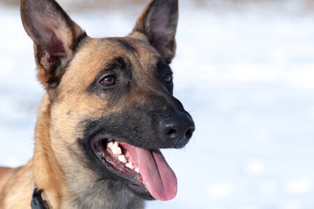 Dog animal portrait tongue photo