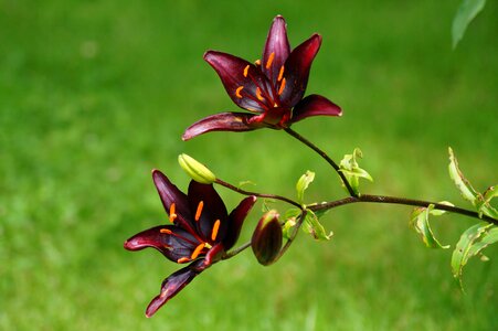Bloom flowering twig nature
