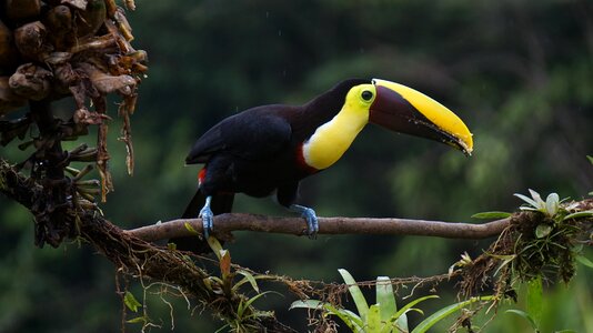 Chestnut bird costa rica photo