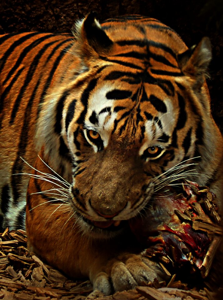 Carnivores dangerous big cat photo