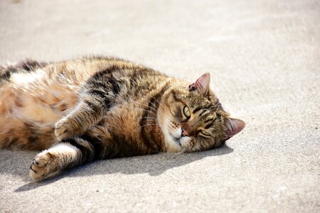Portrait of cat gatta animal