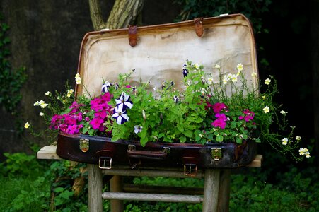 Bed nature flower bed