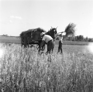 Tweede wereldoorlog, Landbouw, Bestanddeelnr 900-5837