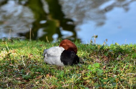 Bird animal water bird