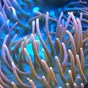 Anemone reef fish photo