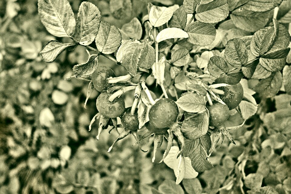 Foliage leaves nature