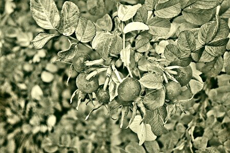 Foliage leaves nature