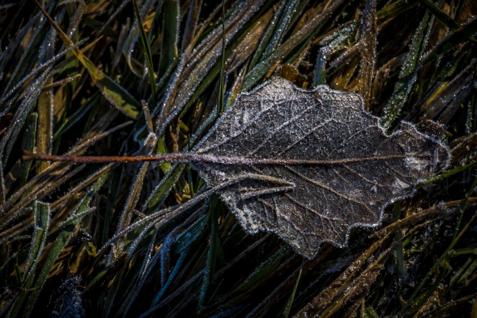 Frost leaves winter