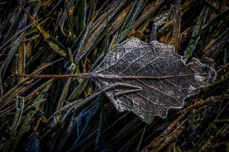 Frost leaves winter photo