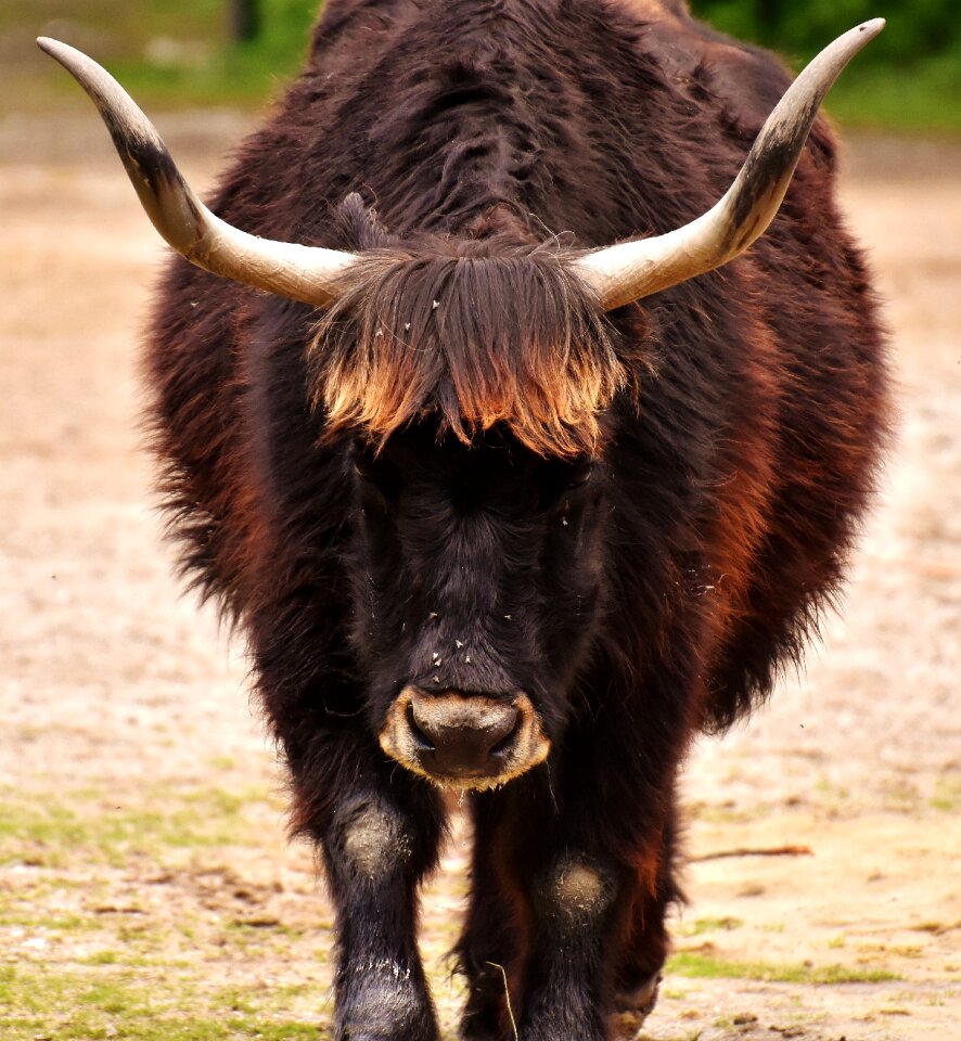 Horns animal portrait animal